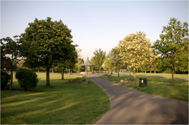 clean path with trees