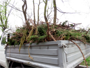 brush being hauled off