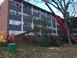 tree cutting service and haul off