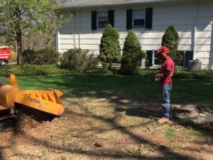 stump grinding service