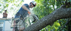 man trimming tree branch