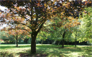 example of tree services in rockaway nj