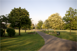 trimmed trees in rockaway