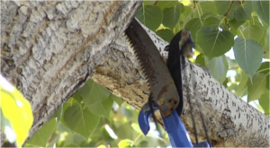 benifical tree pruning