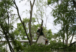 man in bucket servicing tree