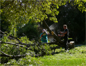 emergency tree removal