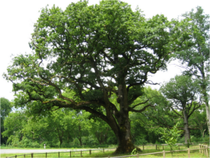 tree that was serviced recently