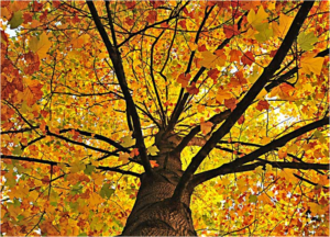 beautiful tree trimmed