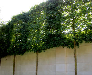 tree services in rockaway nj picture