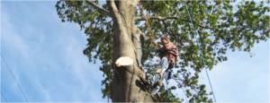 trimmed tree in rockaway nj